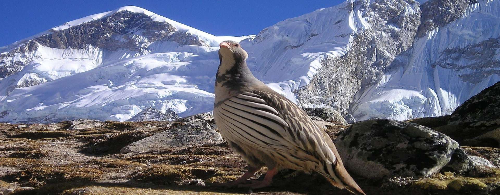 Why Is the Everest Base Camp Trek So Popular?