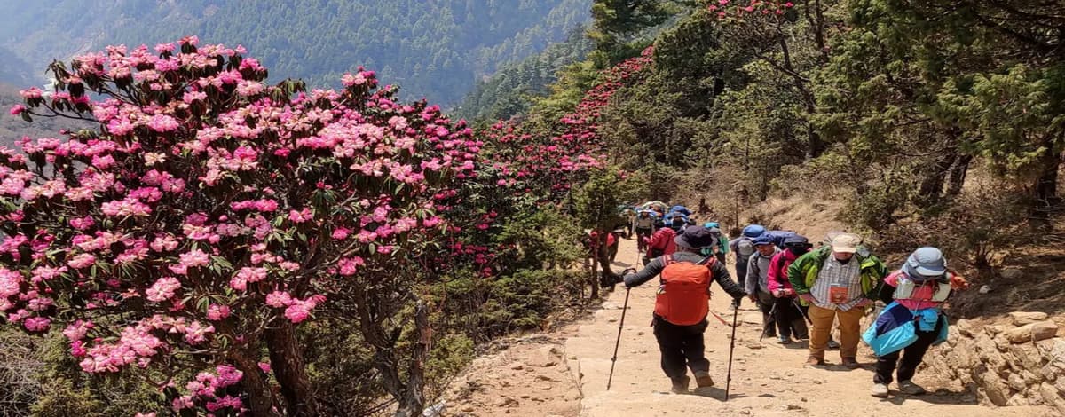 rhododendron-trail-khumbu-spring Blooming rhododendron forest on the Everest Khumbu trail in spring
