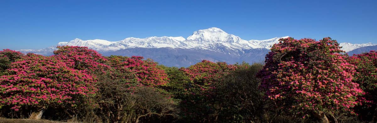 annapurna-rhododendron-season-trail Blooming rhododendron forest along the Annapurna Base Camp trail in spring