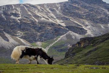 Jomolhari Yaksa Trek