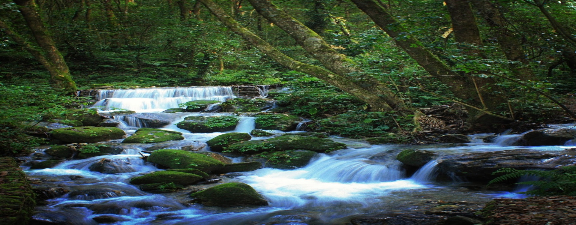 shivapuri day hikes 