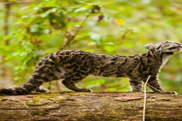 Royal Manas National Park