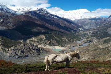 Annapurna Circuit Trek 